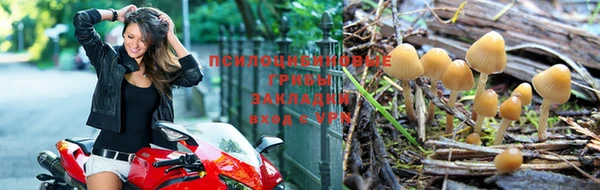 прущие крисы Ельня